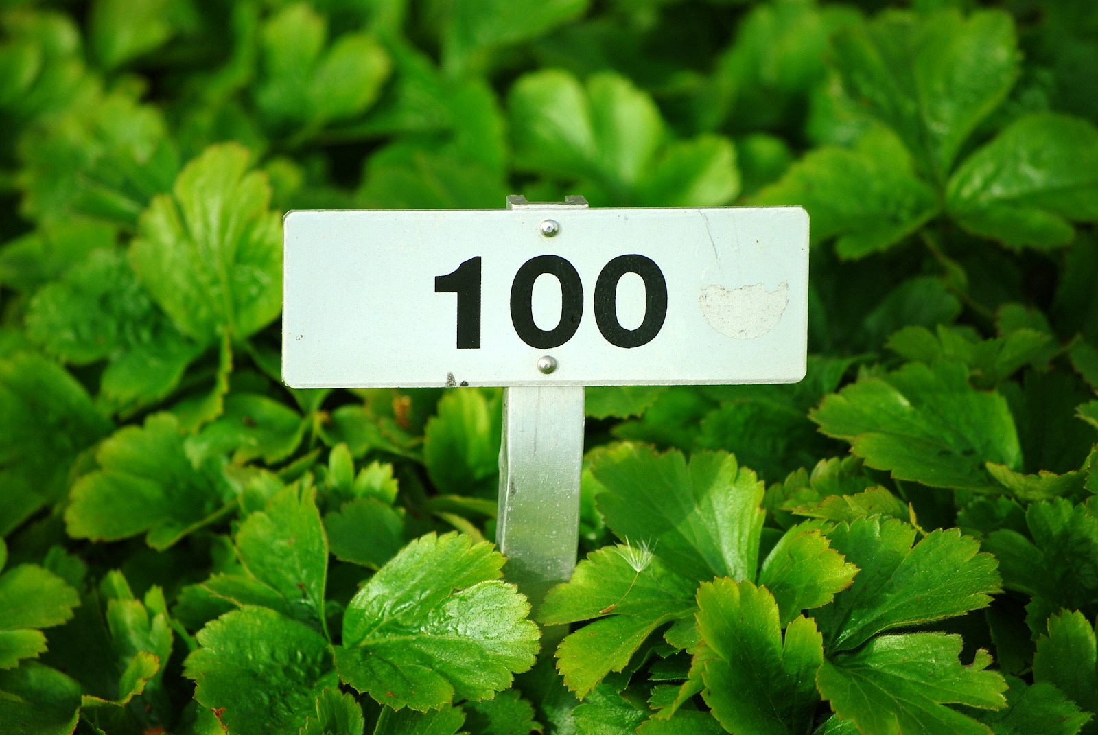💯Anmeldungen !